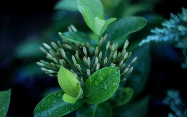 Tết làng – Nét văn hóa riêng có của người Dao Quần Chẹt